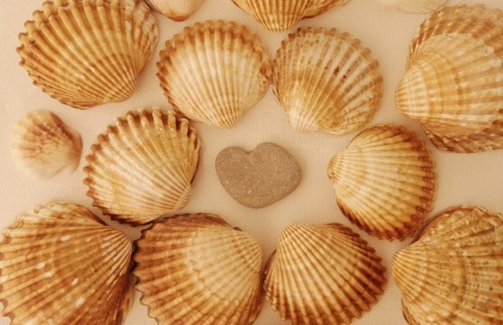 avtv-coquillages-naturopathie
